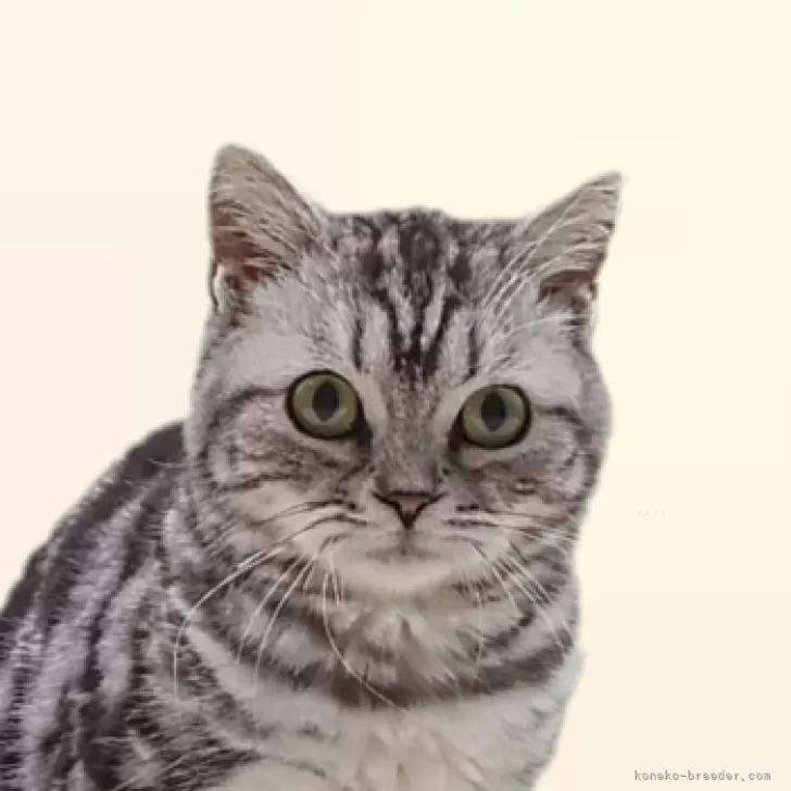 ID：2501-01285の子猫