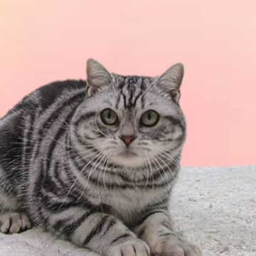 アメリカンショートヘア【栃木県・男の子・2024年6月1日・シルバタビー】の写真「猫は最高の癒し　猫のゴロゴロ音は心のマッサージ」