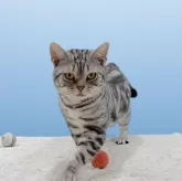 アメリカンショートヘア