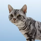 アメリカンショートヘア