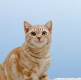 アメリカンショートヘア