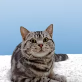 アメリカンショートヘア