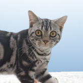 アメリカンショートヘア