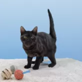 アメリカンショートヘア【栃木県・男の子・2025年3月10日・ブラックスモーク】の写真4