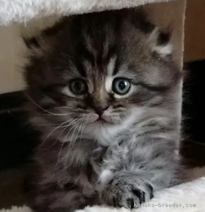 ID：1710-00392の子猫