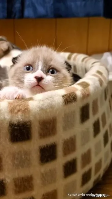 Ｔ.S 様のお迎えした子猫