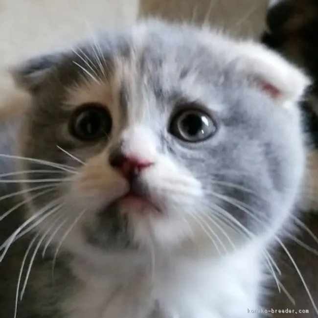 ももちゃん 様のお迎えした子猫