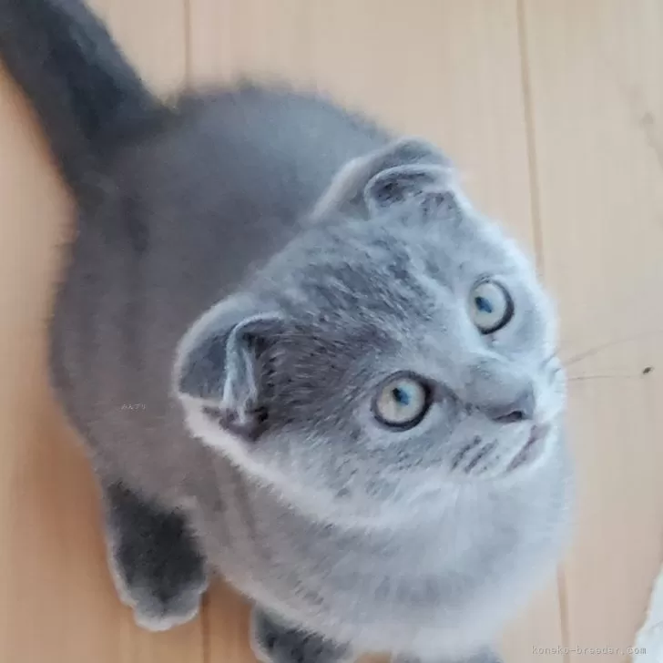 ID：2408-00208の子猫
