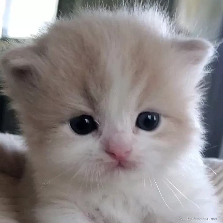 ID:2403-00406の子猫