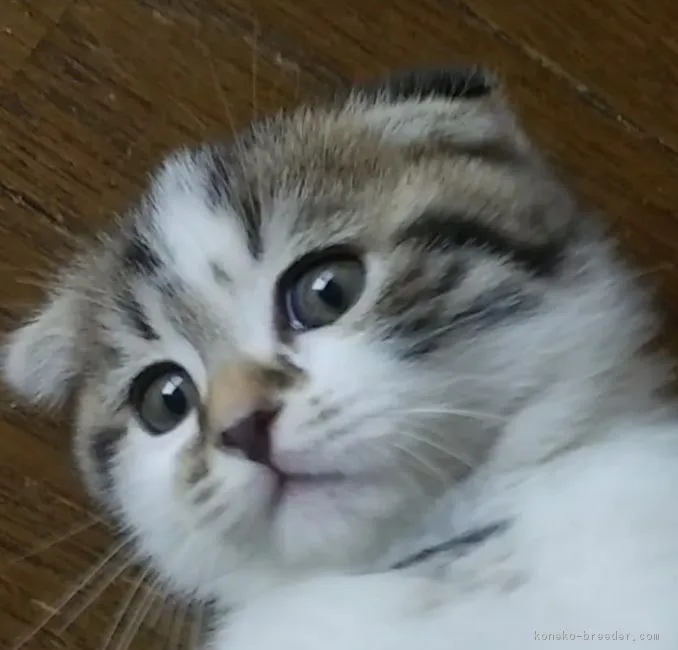 ちょこ 様のお迎えした子猫