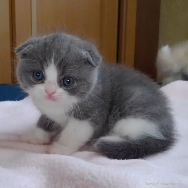 ID：1809-00083の子猫