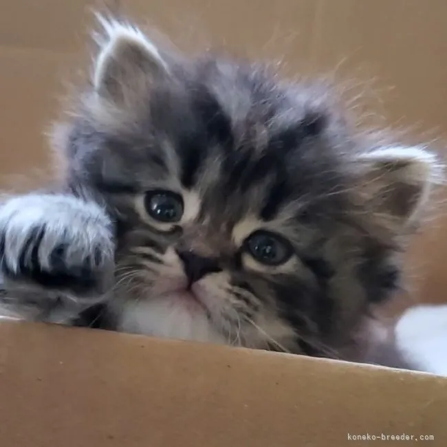 ID：2204-01051の子猫