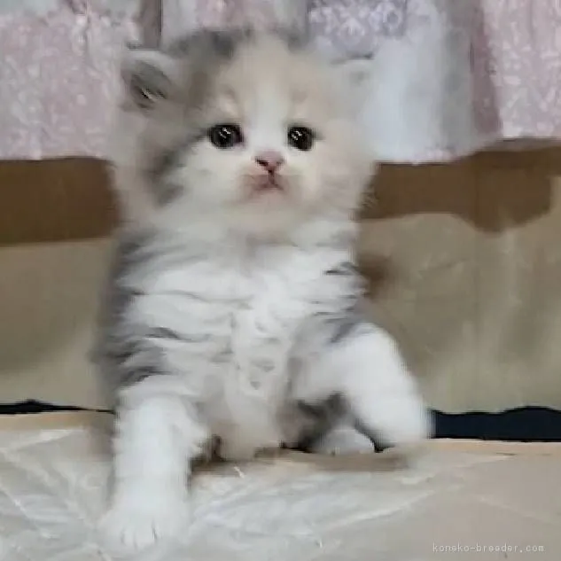 ID：1810-00667の子猫