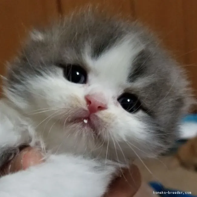 アリス 様のお迎えした子猫