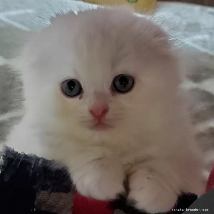ID:2411-01922の子猫