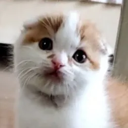 ID:2010-00422の子猫