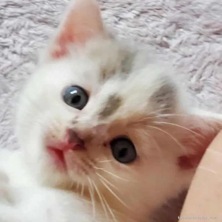 ID：2207-01501の子猫