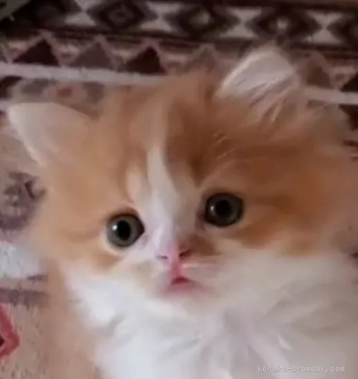 ID：2105-01519の子猫