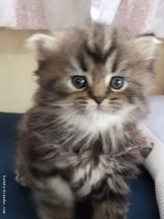 ID：1710-00395の子猫