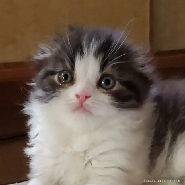 ID:2204-02639の子猫