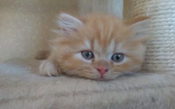 スコティッシュフォールド(立ち耳)【愛知県・男の子・2018年4月20日・レッドタビー（長毛）】の写真「とても人懐っこくてむちむちころころです」