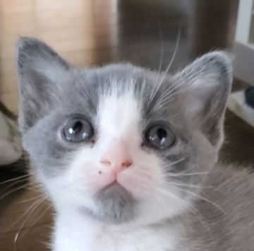 スコティッシュフォールド(立ち耳)【愛知県・男の子・2020年3月11日・ブルー&ホワイト】の写真「寄ってきてとても人懐っこいですよ」