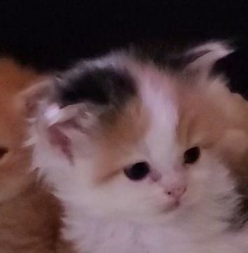 スコティッシュフォールド(立ち耳)【愛知県・女の子・2020年3月31日・キャリコ】の写真「きれいな三毛ですよ」