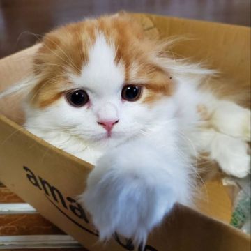 スコティッシュフォールド(折れ耳)【愛知県・女の子・2019年8月20日・レッド&ホワイト】の写真「とても人懐っこくて可愛いですよ」