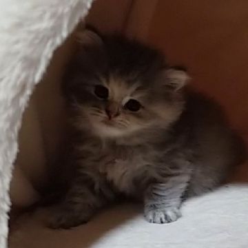 スコティッシュフォールド(立ち耳)【愛知県・女の子・2018年9月18日・ブルークリーム（ふわふわの長毛ですよ！）】の写真「まん丸お顔で可愛いですよ」