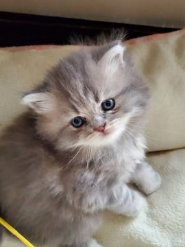 スコティッシュフォールド(立ち耳)【愛知県・女の子・2020年8月8日・シルバータビー】の写真「むちころでとても人懐っこいですよ」