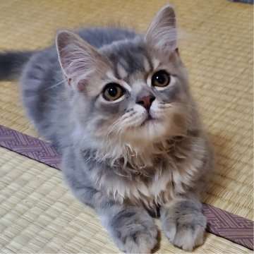 スコティッシュフォールド(立ち耳)【愛知県・男の子・2024年3月18日・シルバータビー（とても柔らかいですよ）】の写真「とても人懐っこくて可愛いですよ」