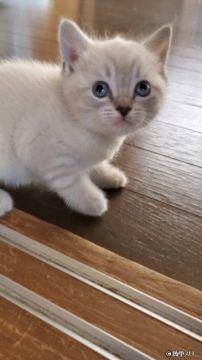 スコティッシュフォールド(立ち耳)【愛知県・女の子・2020年3月11日・シールポイント】の写真「可愛いお顔してますよ」