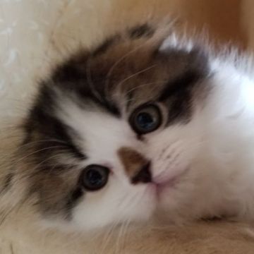 スコティッシュフォールド(折れ耳)【愛知県・男の子・2018年8月6日・ブラウンタビー&ホワイト（長毛でやわらかい毛並みですよ）】の写真「とても人懐っこくて甘えん坊さんですよ」