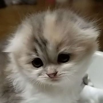 スコティッシュフォールド(折れ耳)【愛知県・女の子・2018年9月18日・ダイリュートキャリコ（ふわふわの長毛ですよ）】の写真「まん丸お顔で可愛いですよ」