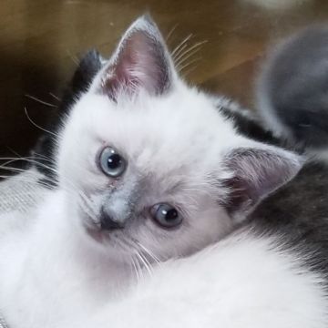 スコティッシュフォールド(立ち耳)【愛知県・女の子・2018年8月16日・ブルーポイント】の写真「とても人懐っこくて目が合うと寄って来ますよ」