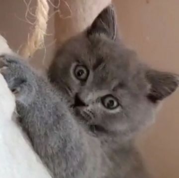 スコティッシュフォールド(立ち耳)【愛知県・男の子・2020年1月13日・ブルー】の写真「むちころでとても人懐っこいですよ」