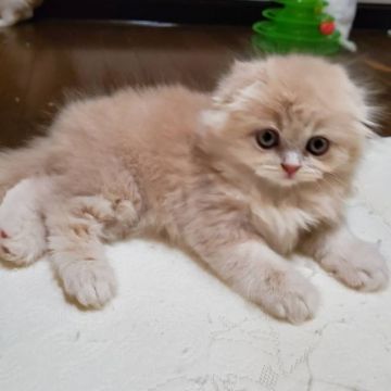 スコティッシュフォールド(折れ耳)【愛知県・女の子・2019年8月20日・クリーム】の写真「とても人懐っこくて可愛いですよ！」