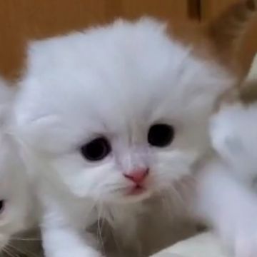 スコティッシュフォールド(折れ耳)【愛知県・女の子・2020年9月16日・ホワイト】の写真「まっしろな長毛ですよ！」