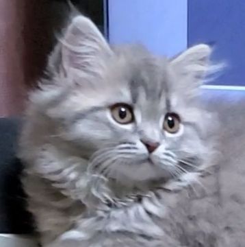 スコティッシュフォールド(立ち耳)【愛知県・女の子・2020年1月13日・ブルー（ふわふわの長毛ですよ）】の写真「くりくりお目目で可愛いですよ」