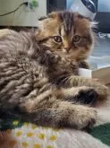 スコティッシュフォールド(折れ耳)【愛知県・男の子・2024年3月2日・ブラウンタビー】の写真2