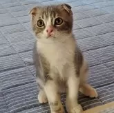 スコティッシュフォールド(折れ耳)【愛知県・男の子・2024年6月13日・ブラウンタビー&ホワイト】の写真2