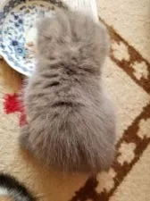 スコティッシュフォールド(立ち耳)【愛知県・男の子・2019年3月31日・ブルー】の写真2