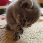 スコティッシュフォールド(立ち耳)【愛知県・男の子・2019年3月31日・ブルー】の写真3