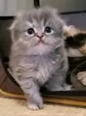 スコティッシュフォールド(折れ耳)【愛知県・女の子・2023年11月20日・長毛】の写真5