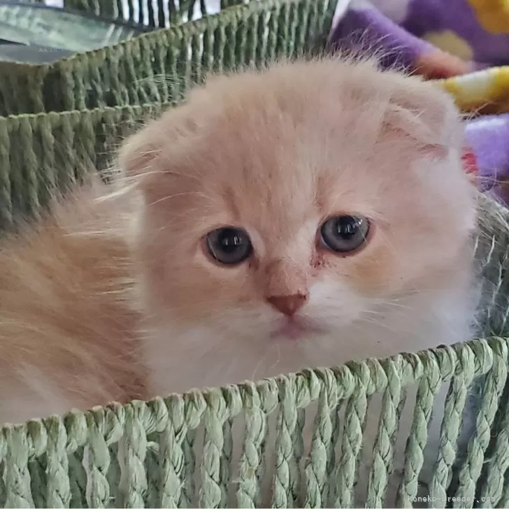 ID：2503-01435の子猫