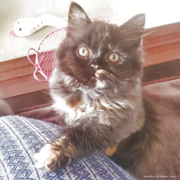 スコティッシュフォールド(立ち耳)【愛知県・女の子・2025年9月14日・トーティー】の写真1