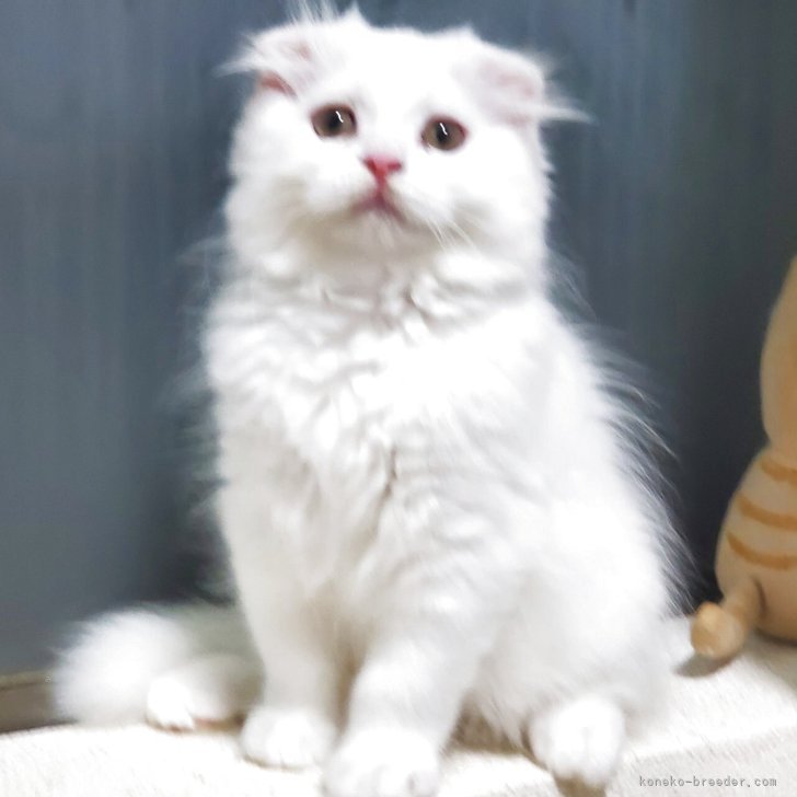 ブリーダー画像