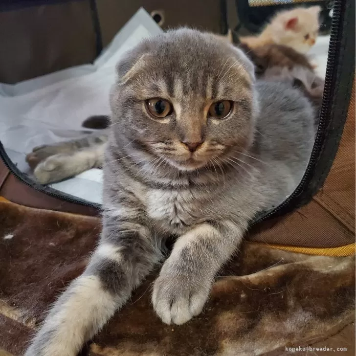 ID:2412-02775の子猫