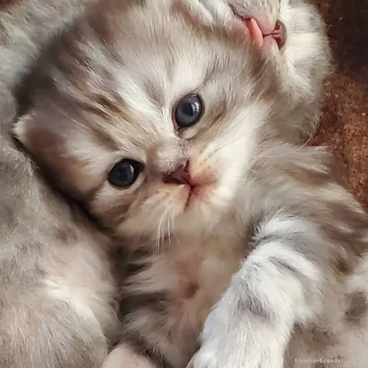 ID:2503-00037の子猫