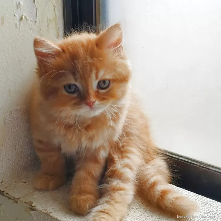 ID:2503-00804の子猫